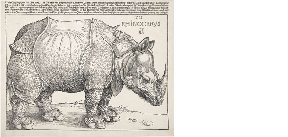 rinoceronte albrecht durer